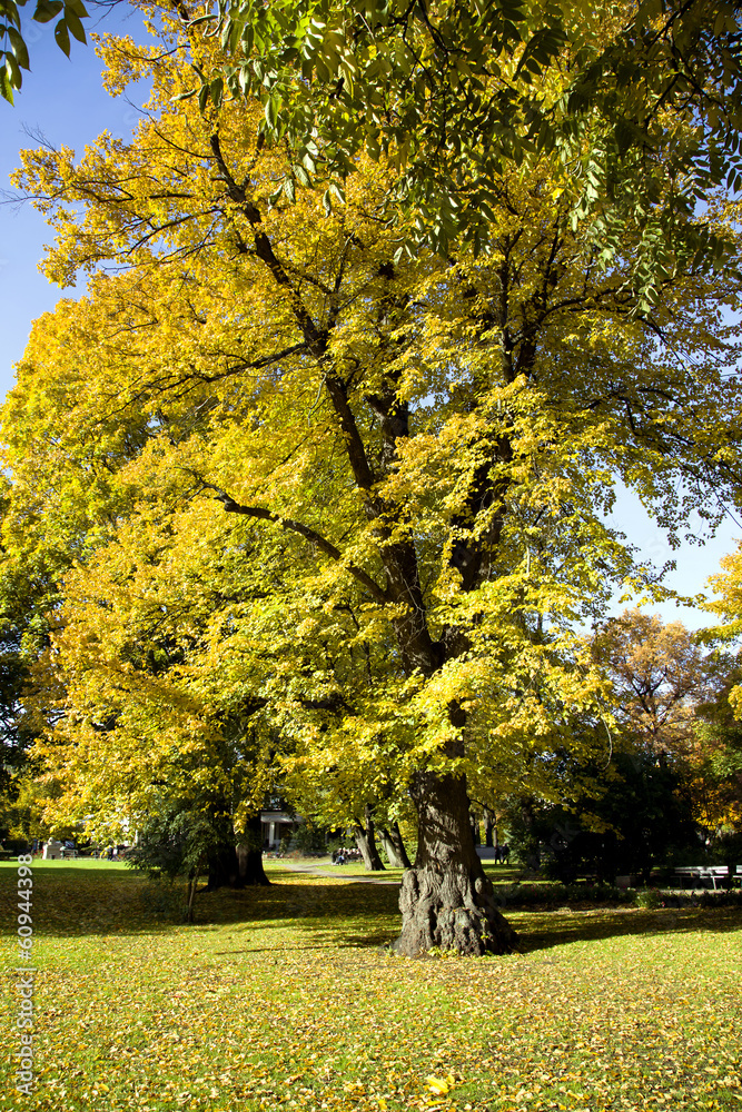 Autumn park with colourful trees against the blue sky