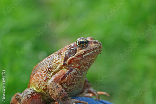 Marsh frog sits on a green leaf