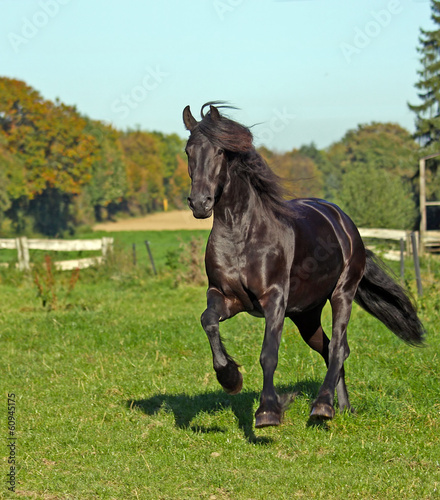Fototapeta Naklejka Na Ścianę i Meble -  black horse