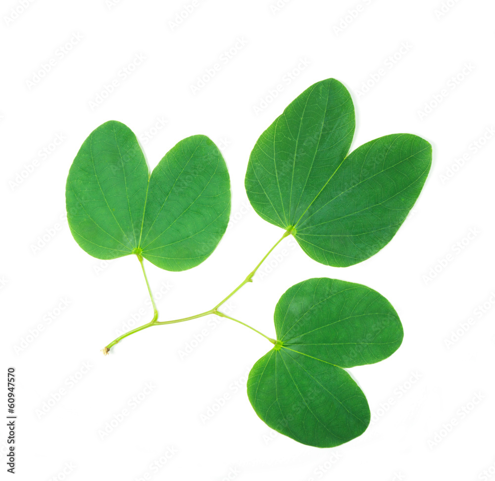 Orchid tree leaf isolated on the white Orchid tree leaf isolated on the white