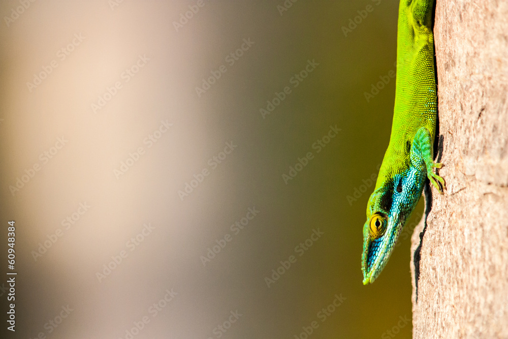 Obraz premium green anolis