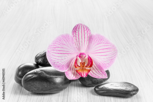 Pink orchid on wooden background