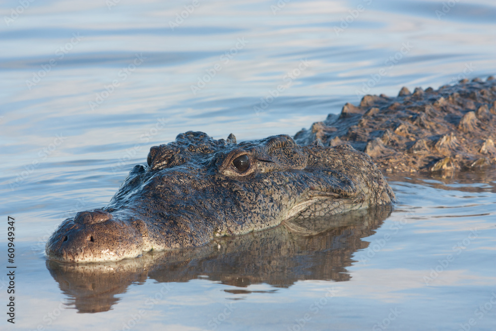 Fototapeta premium american crocodile