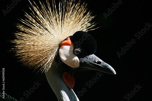 close-up of a crowned crane. photo