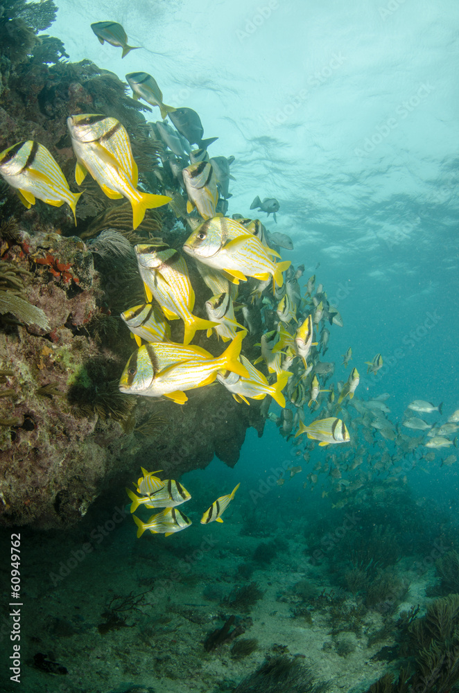 Fototapeta premium Caribbean porkfish