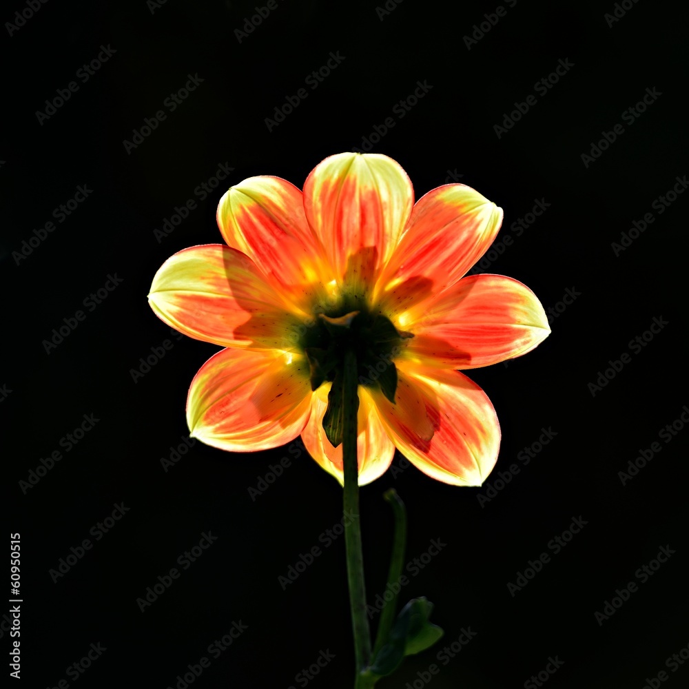 Obraz premium Dahlie