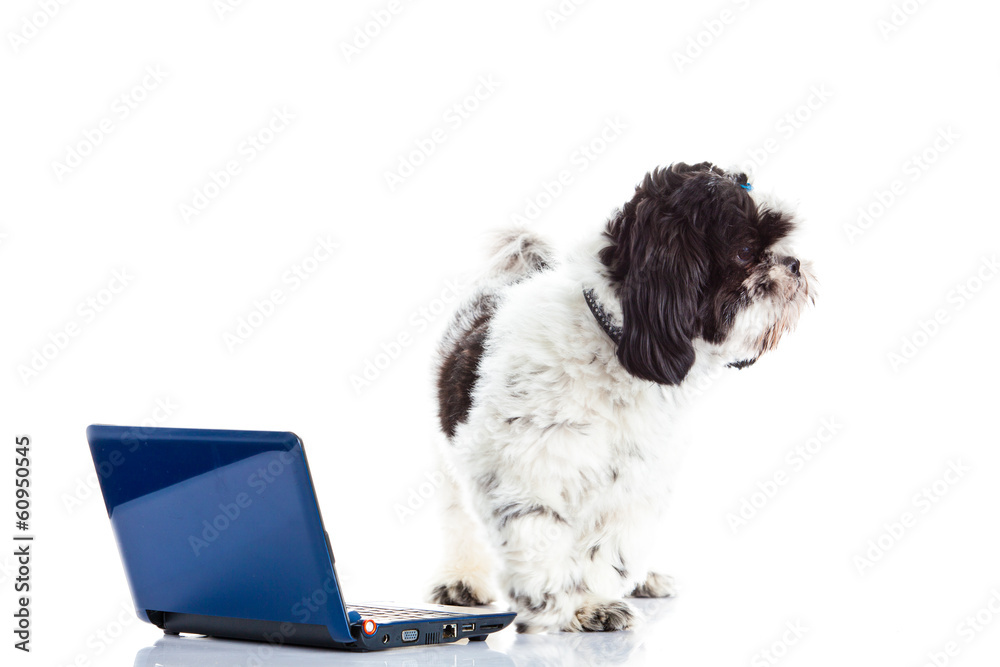 Shih tzu with computer  isolated on white background dog
