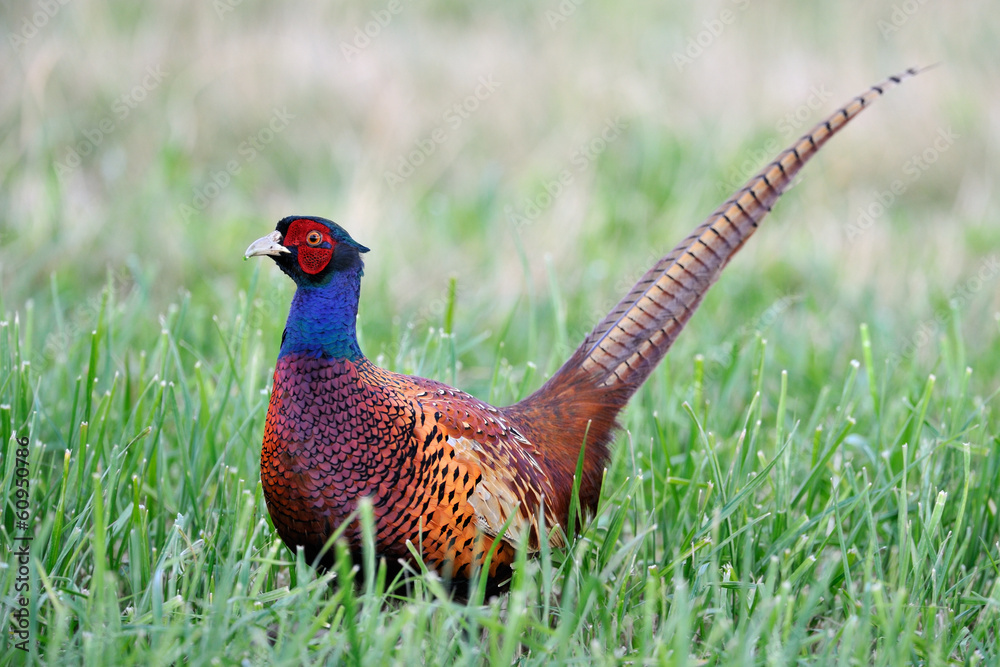 Fototapeta premium Common Pheasant in grass.