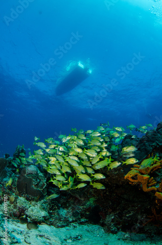 views from the coral reefs of the caribbean sea. © leonardogonzalez