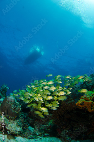 views from the coral reefs of the caribbean sea.