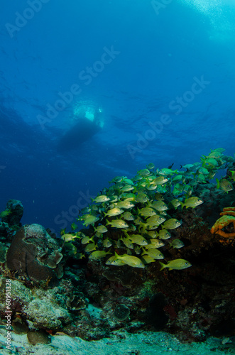 views from the coral reefs of the caribbean sea.