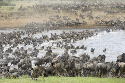 Wildebeest crossing the Mara river photo