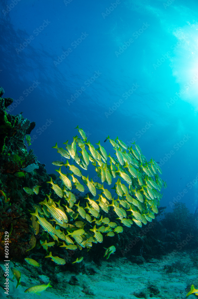 Fototapeta premium grunts and snapper from the caribbean sea