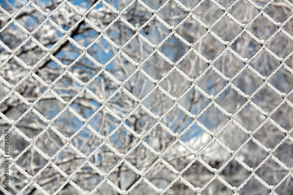 Fototapeta premium the winter-impression into the frosty day