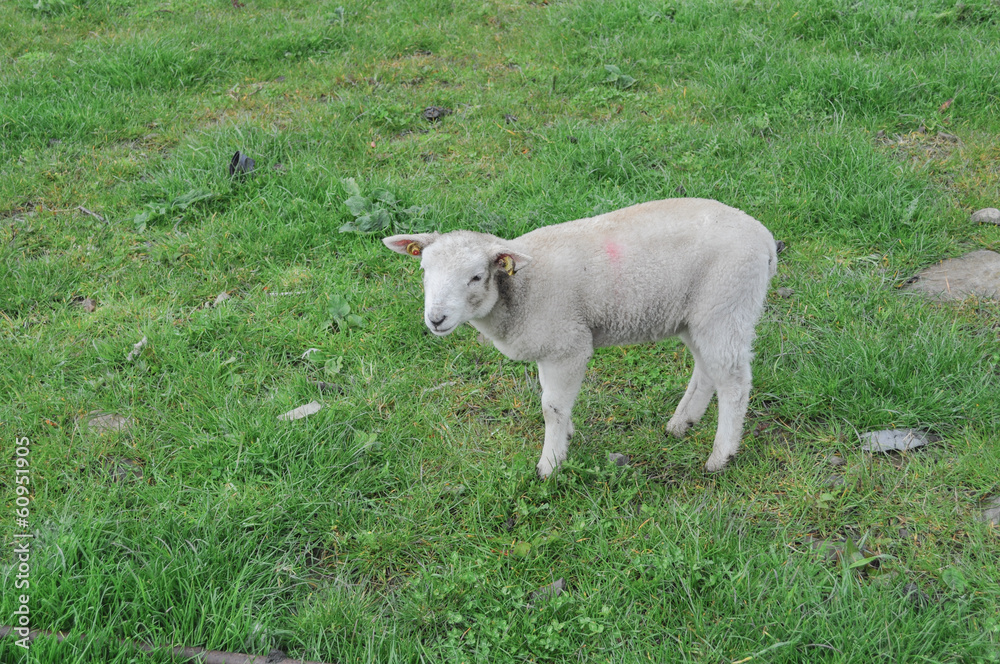 Obraz premium Agnello