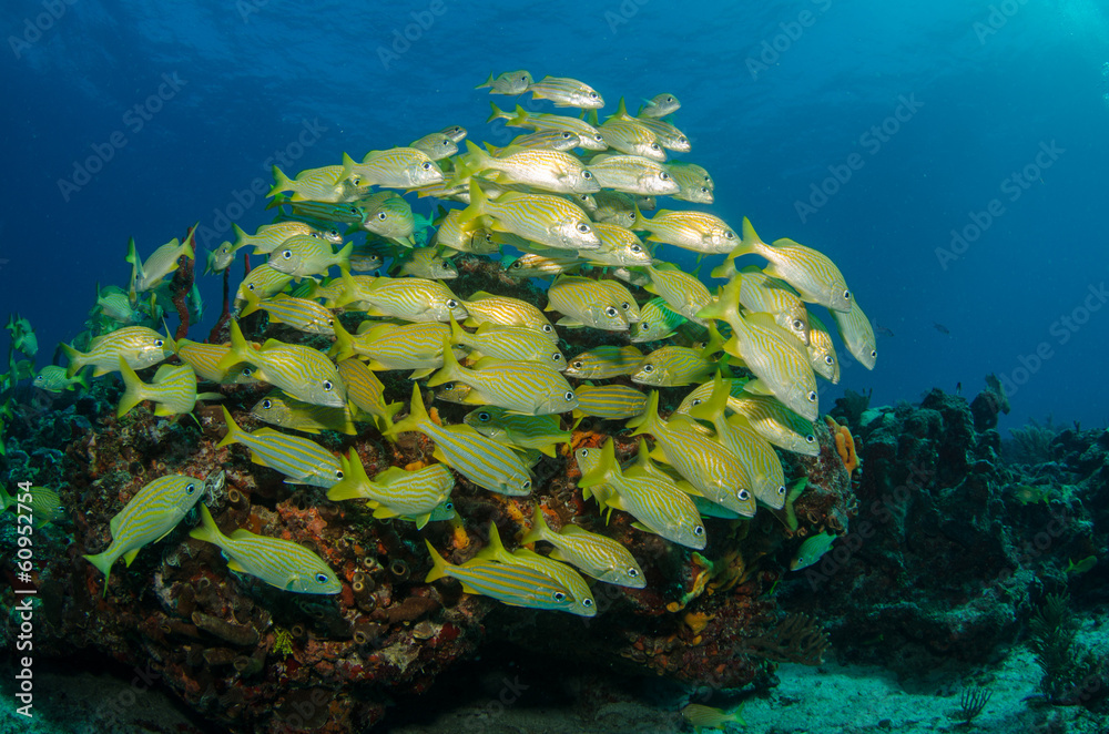 Fototapeta premium caribbean grun ts and snapper