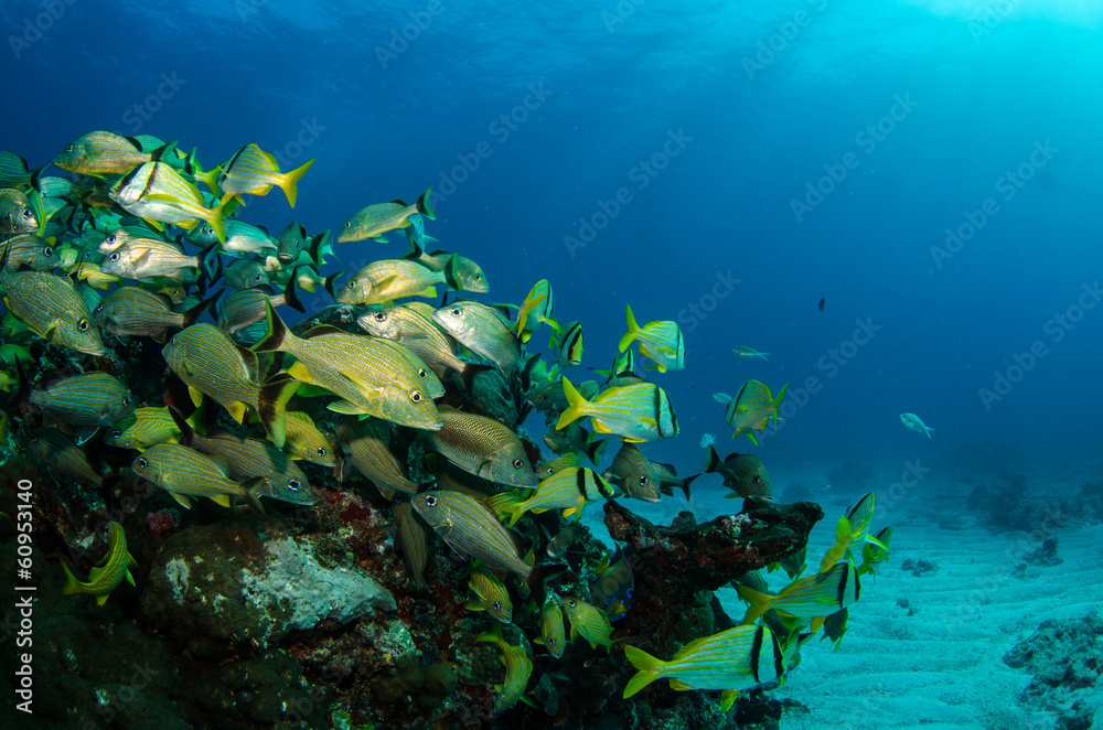 Fototapeta premium caribbean grun ts and snapper