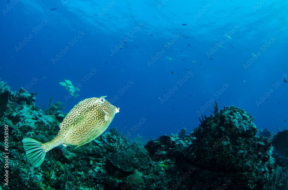 Obraz premium fish from the reefs of the caribbean sea