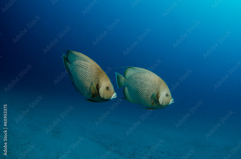 Fototapeta premium caribbean angelfish