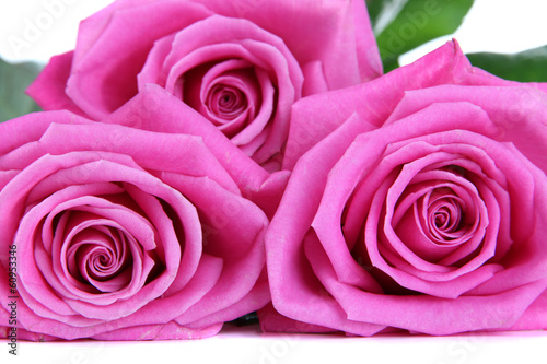 Pink roses isolated on white