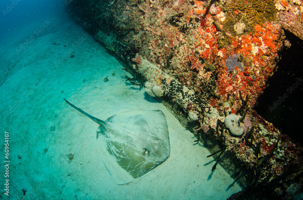 Fototapeta premium stingray