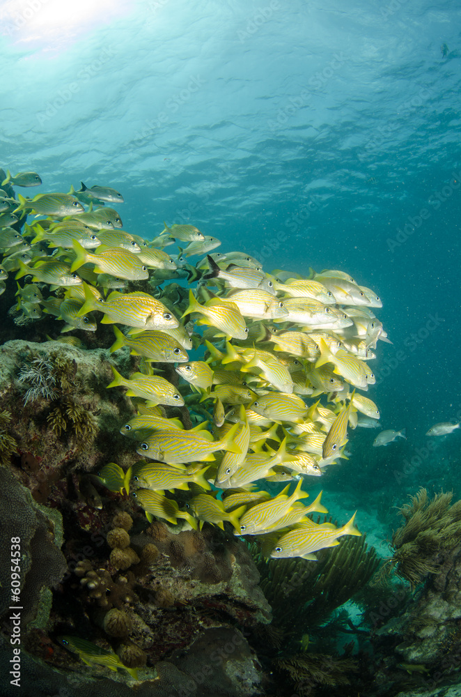 Fototapeta premium grunts and snappers, caribbean sea