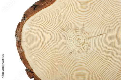 Foto Wood cross section