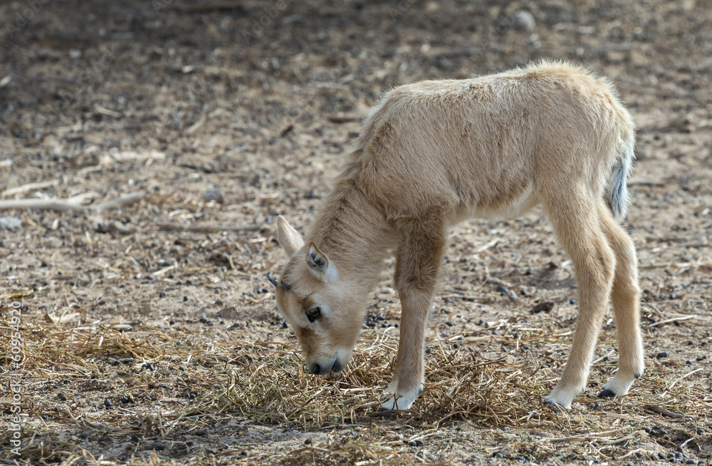 Baby of Antelope Oryx in Nature reserve park near Eilat