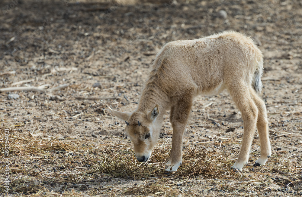 Baby of Antelope Oryx in Nature reserve park near Eilat Baby of Antelope Oryx in Nature reserve park near Eilat