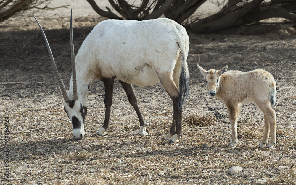 Antelope Oryx in Israeli nature reserve near Eilat Antelope Oryx in Israeli nature reserve near Eilat