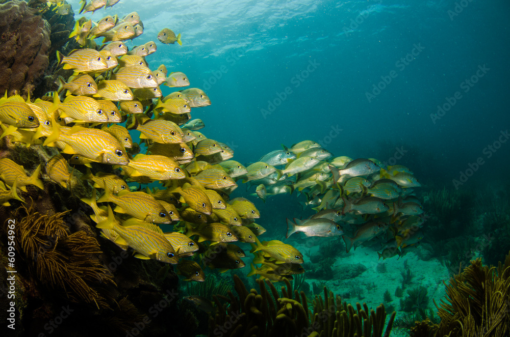 Fototapeta premium grunts and snappers, caribbean sea