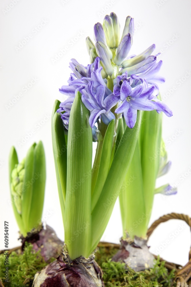 pot de jacinthes en fleur pot de jacinthes en fleur