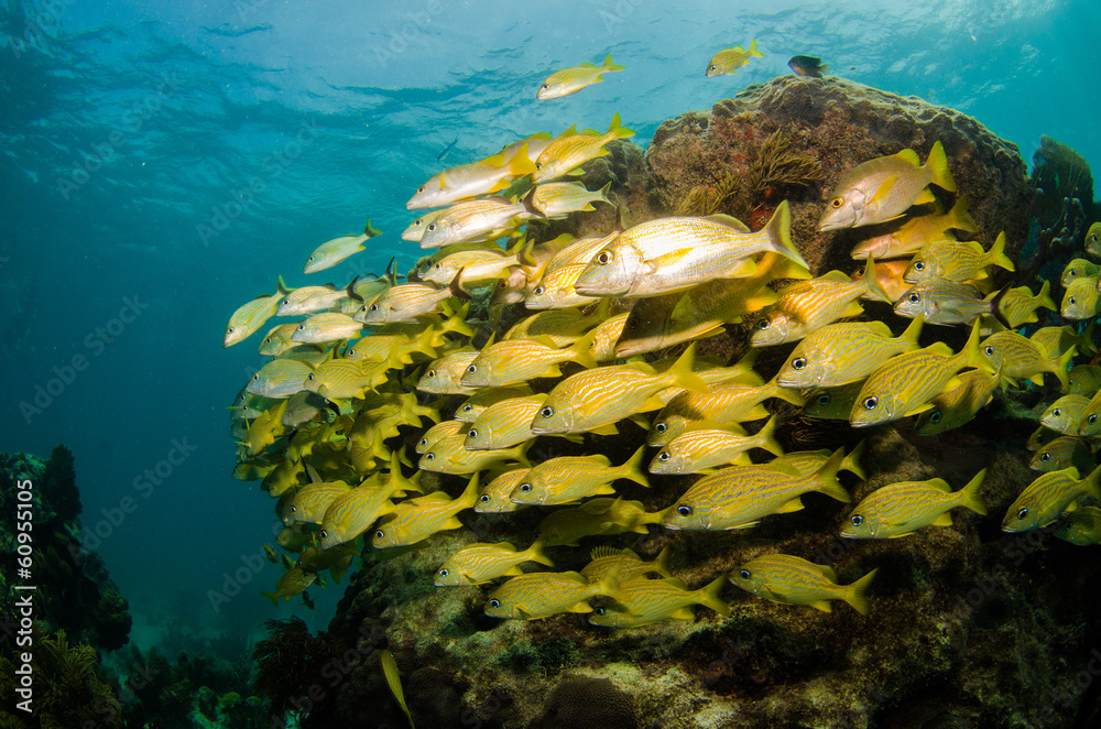 Fototapeta premium grunts and snappers, caribbean sea