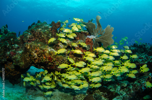 grunts and snappers, caribbean sea photo