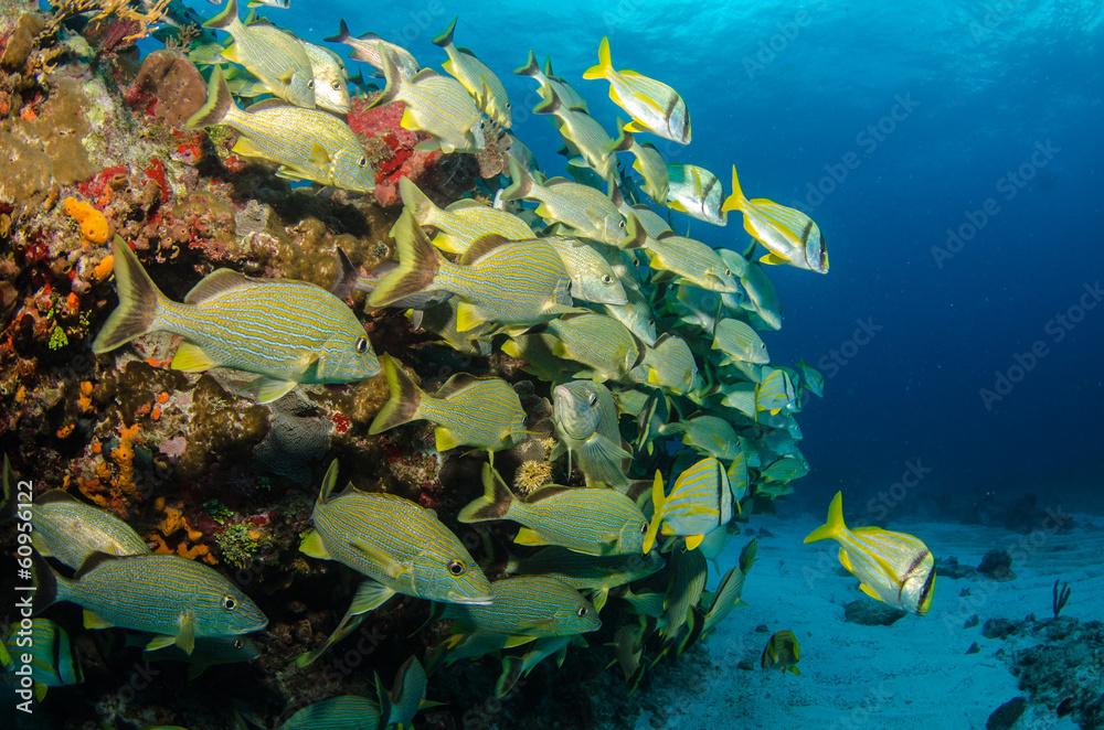 Fototapeta premium grunts and snappers, caribbean sea