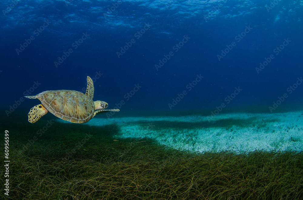 Fototapeta premium Sea turtle, Caribbean.