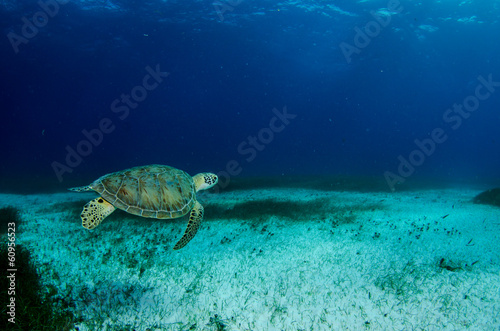 Sea turtle, Caribbean.