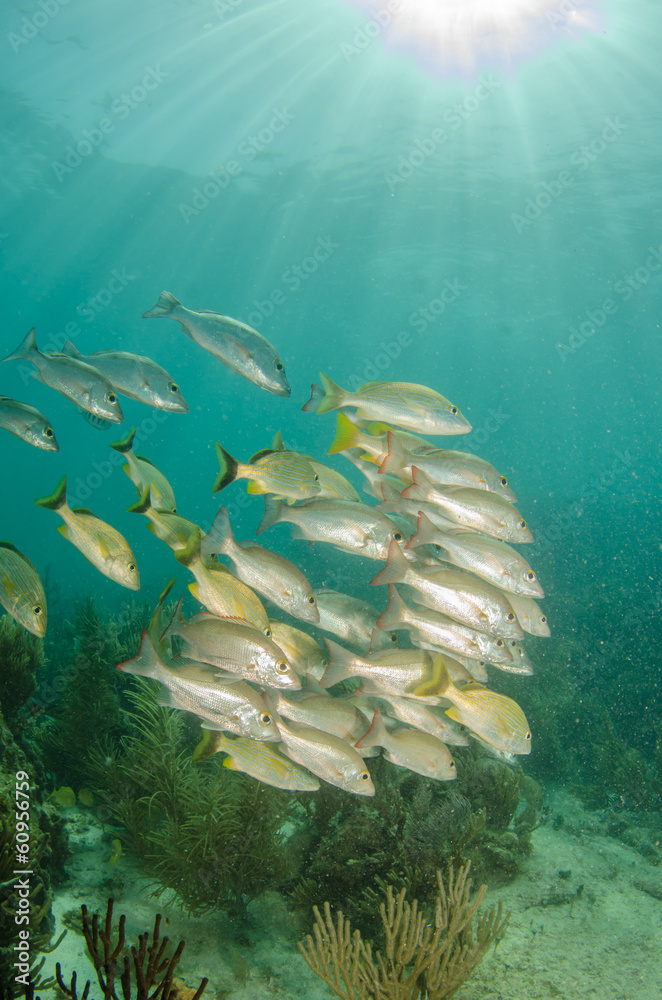 Fototapeta premium grunts and snappers, caribbean sea