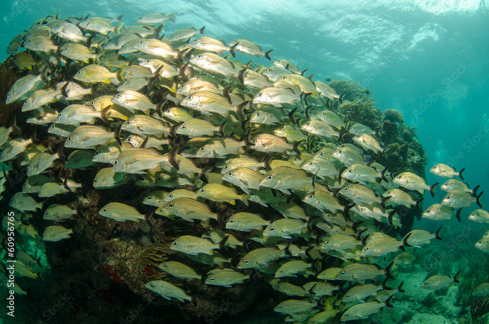 Fototapeta premium grunts and snappers, caribbean sea