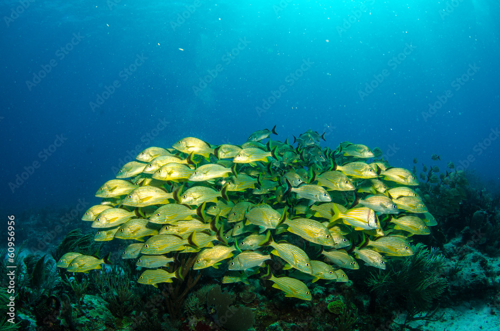 Fototapeta premium grunts and snappers, caribbean sea