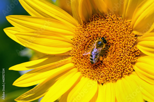 Bee collecting pollen from a sunflower blossom