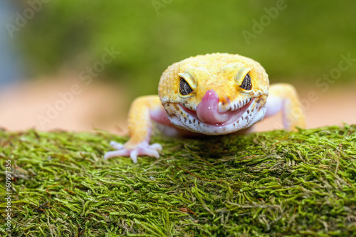 leopard gecko pokes tongue, to moisten your eyes