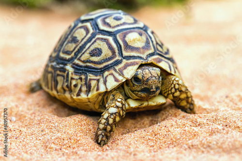 Tortoise on the sand (Testudo hermanni)