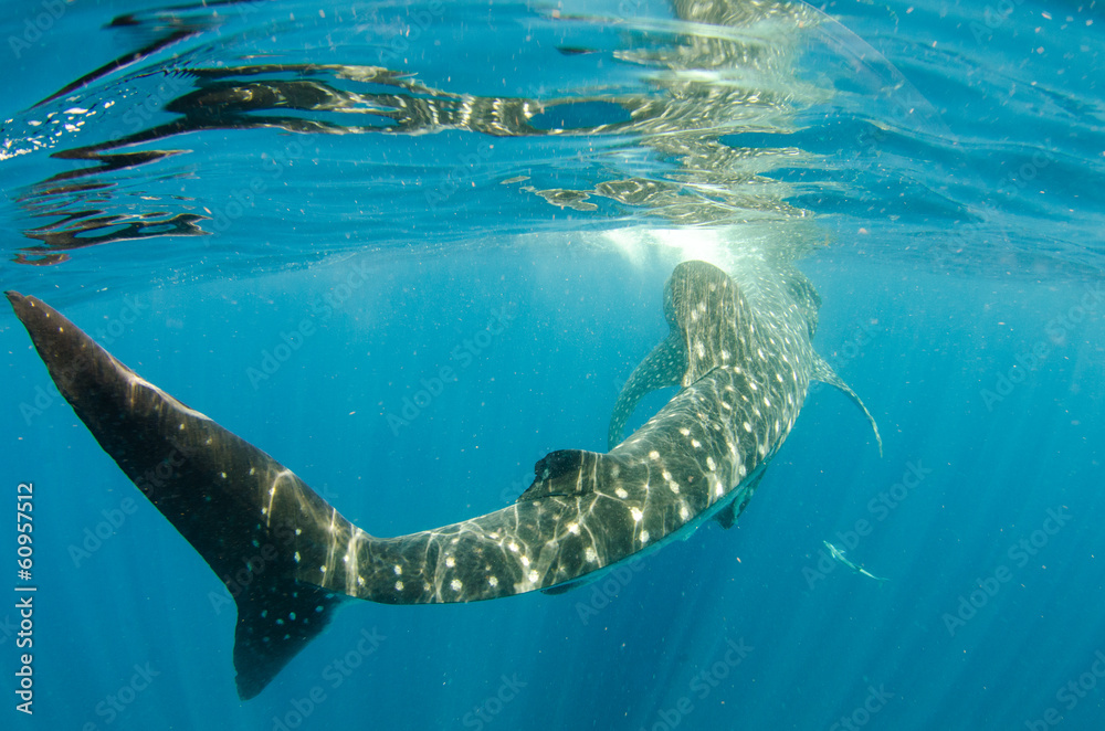 Obraz premium whale shark
