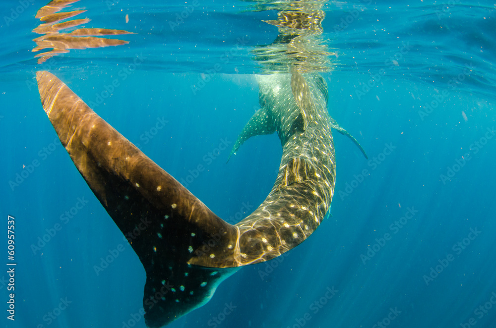 Fototapeta premium whale shark