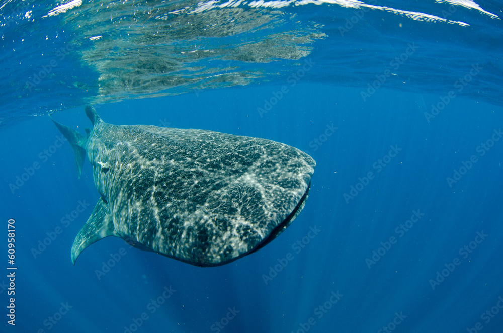 Fototapeta premium whale shark