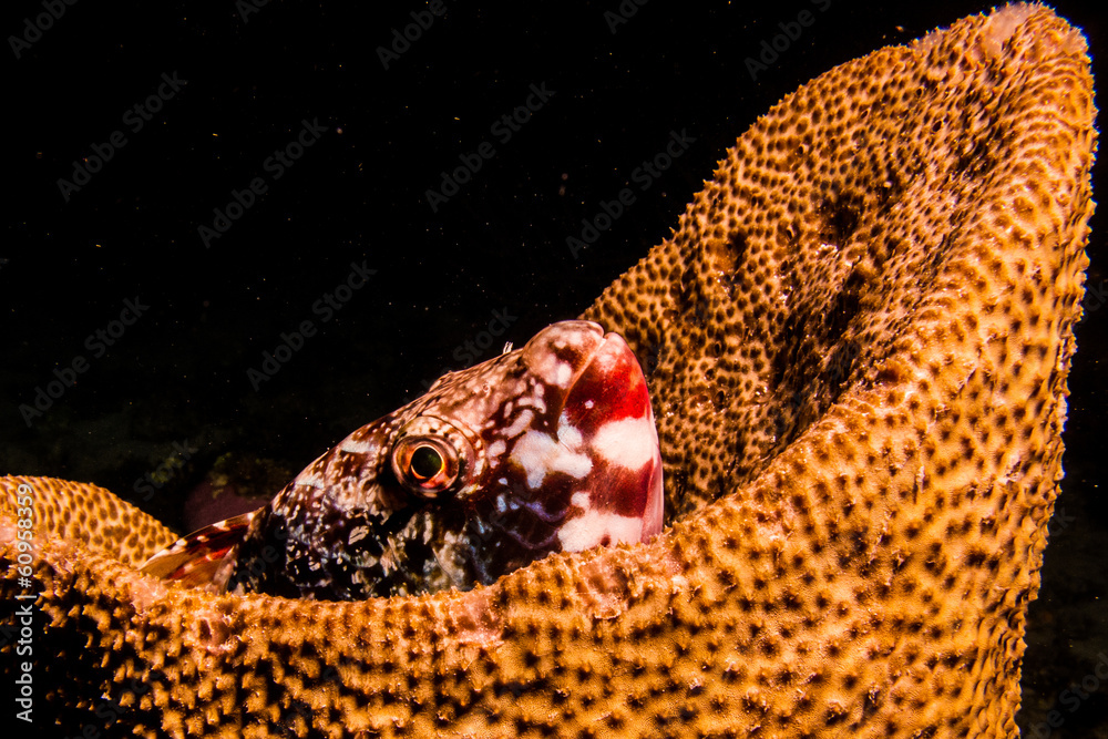 Fototapeta premium fish from the reefs of the caribbean sea