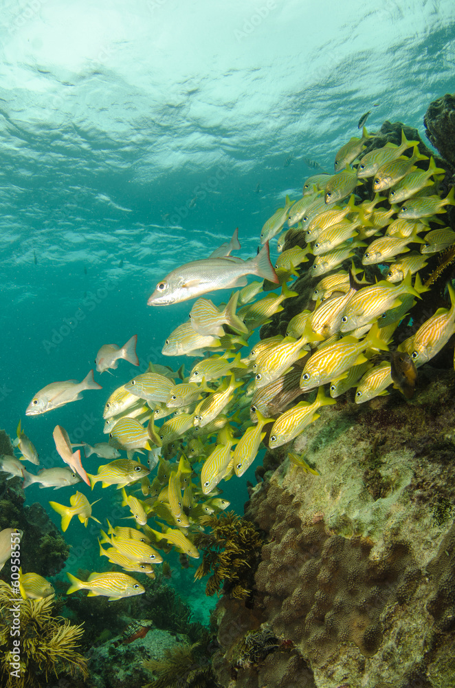 Fototapeta premium Grunts and snappers, caribbean sea.