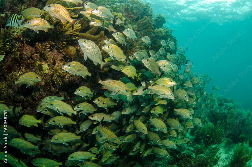 Fototapeta premium Grunts and snappers, caribbean sea.