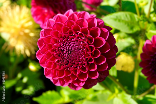 Dahlia